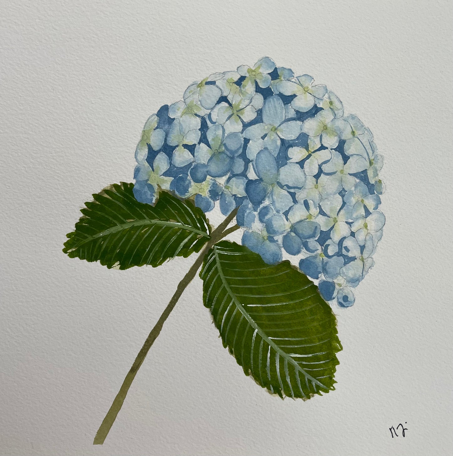 Lindsey's Hydrangea | Giclée Art Print