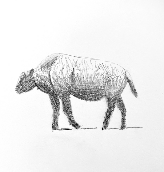 Baby Bison